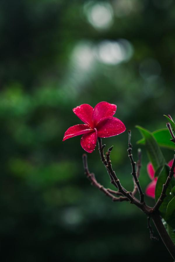 Pranaya Hiriketiya Hostel ดิคเวลลา ภายนอก รูปภาพ
